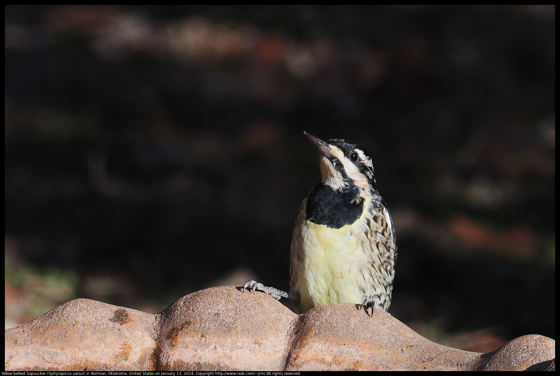 Yellow-bellied Sapsucker (Sphyrapicus varius) in Norman, Oklahoma, United States on January 13, 2024