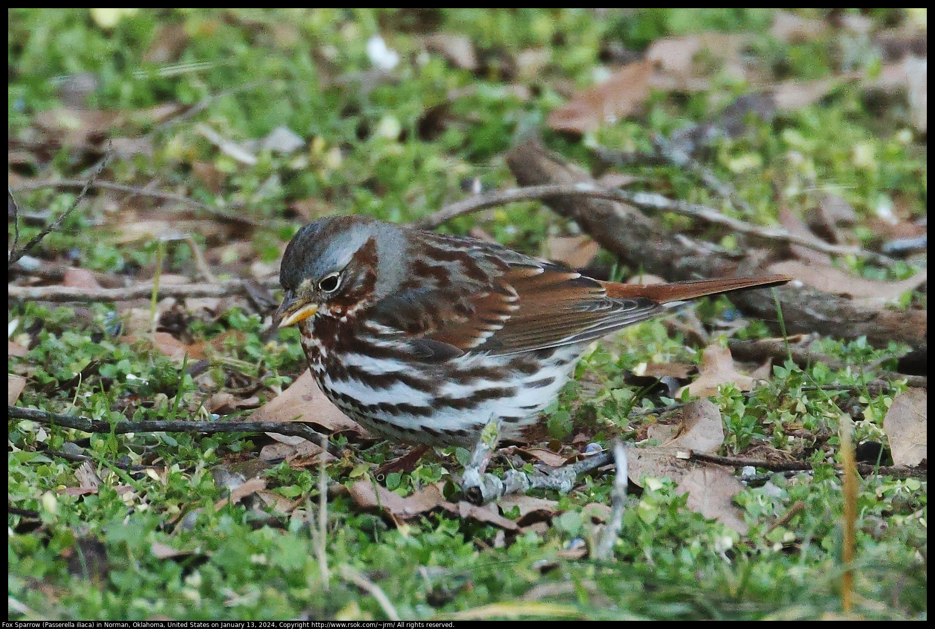 Fox Sparrow (Passerella iliaca) in Norman, Oklahoma, United States on January 13, 2024