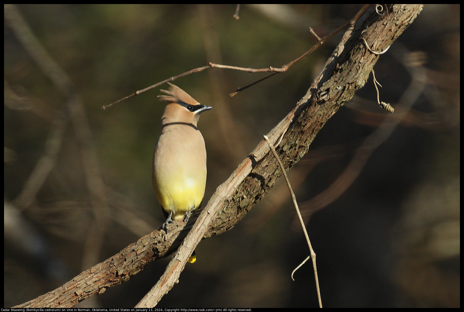 Cedar Waxwing (Bombycilla cedrorum) on vine in Norman, Oklahoma, United States on January 13, 2024