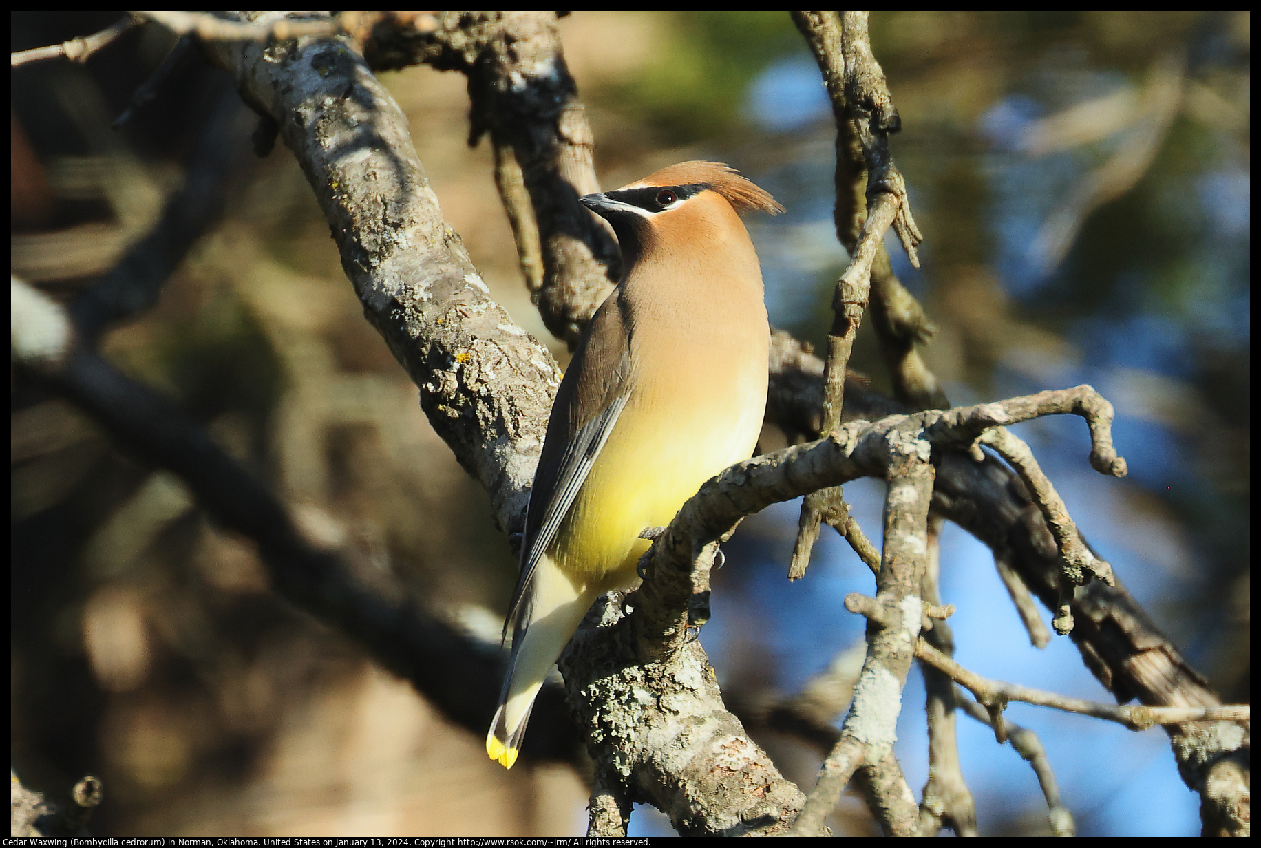 Cedar Waxwing (Bombycilla cedrorum) in Norman, Oklahoma, United States on January 13, 2024