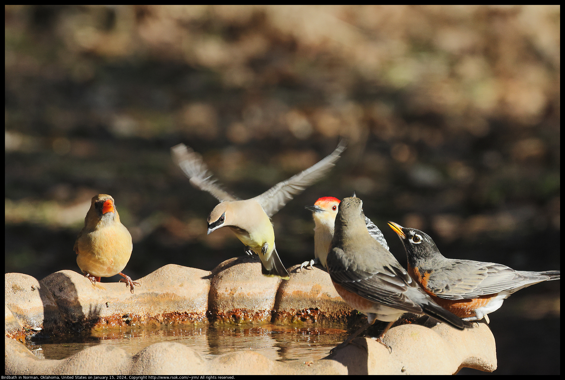 Birdbath in Norman, Oklahoma, United States on January 15, 2024