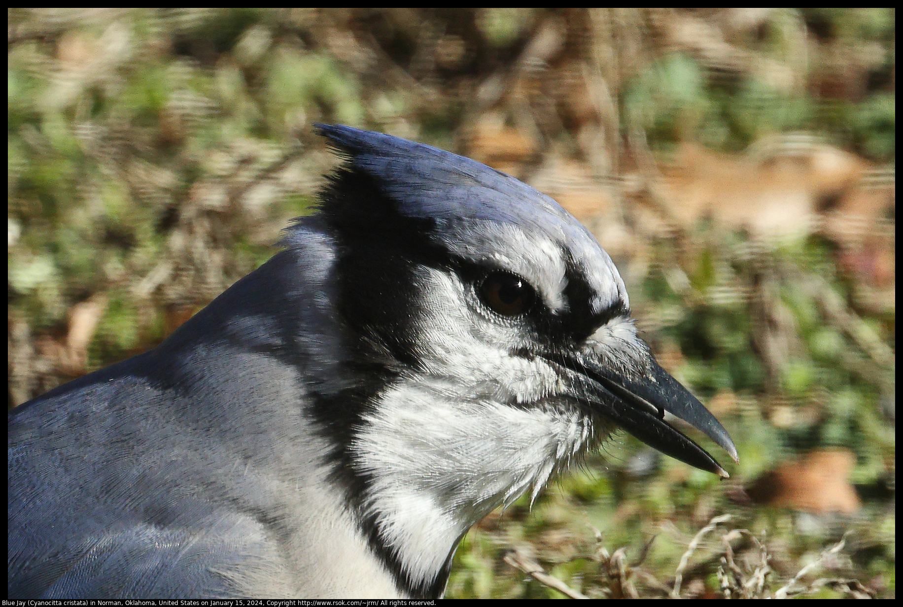 Blue Jay (Cyanocitta cristata) in Norman, Oklahoma, United States on January 15, 2024