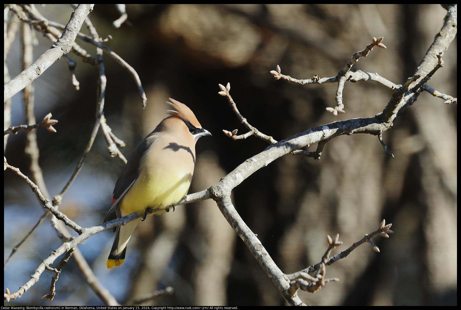 Cedar Waxwing (Bombycilla cedrorum) in Norman, Oklahoma, United States on January 15, 2024