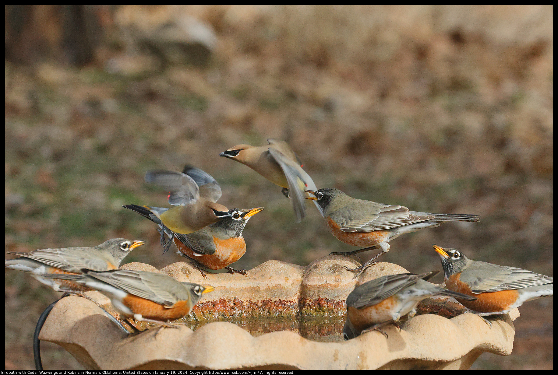 Birdbath in Norman, Oklahoma, United States on January 19, 2024