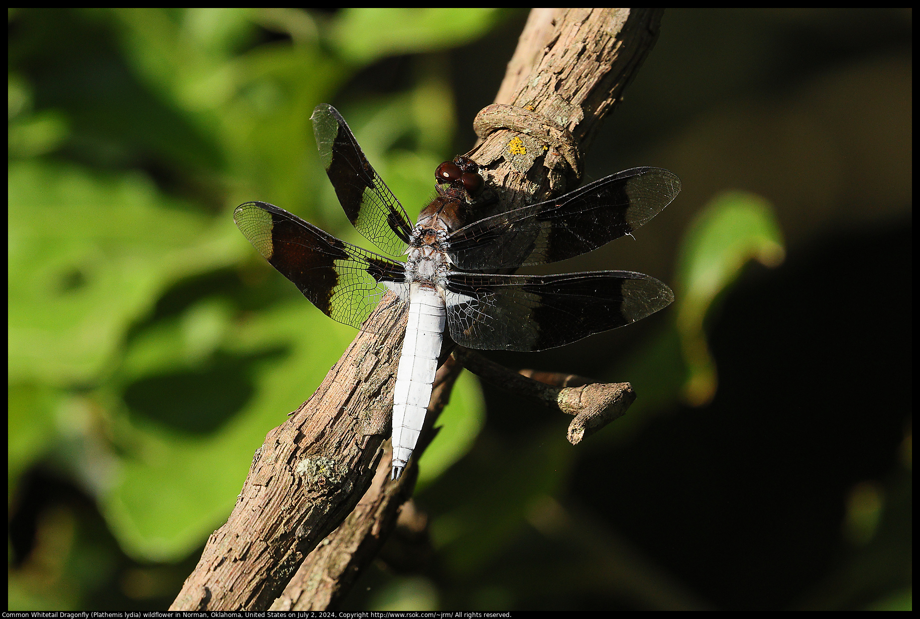 Common Whitetail Dragonfly (Plathemis lydia) in Norman, Oklahoma, United States on July 2, 2024