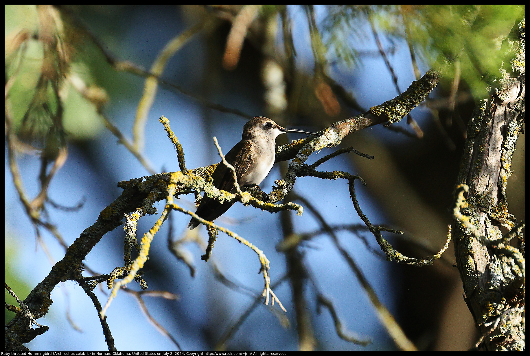 Ruby-throated Hummingbird (Archilochus colubris) in Norman, Oklahoma, United States on July 2, 2024