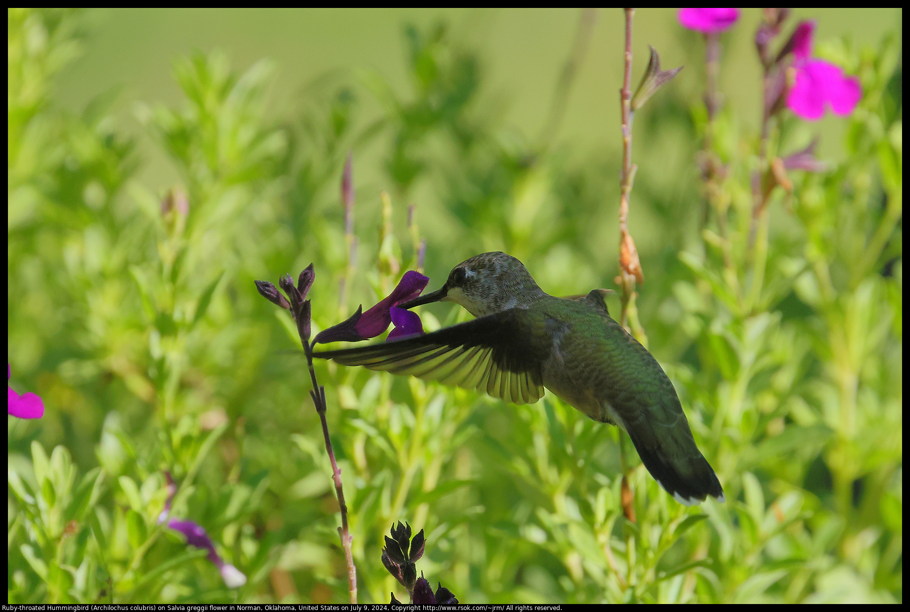 Ruby-throated Hummingbird (Archilochus colubris) on Salvia greggii flower in Norman, Oklahoma, United States on July 9, 2024