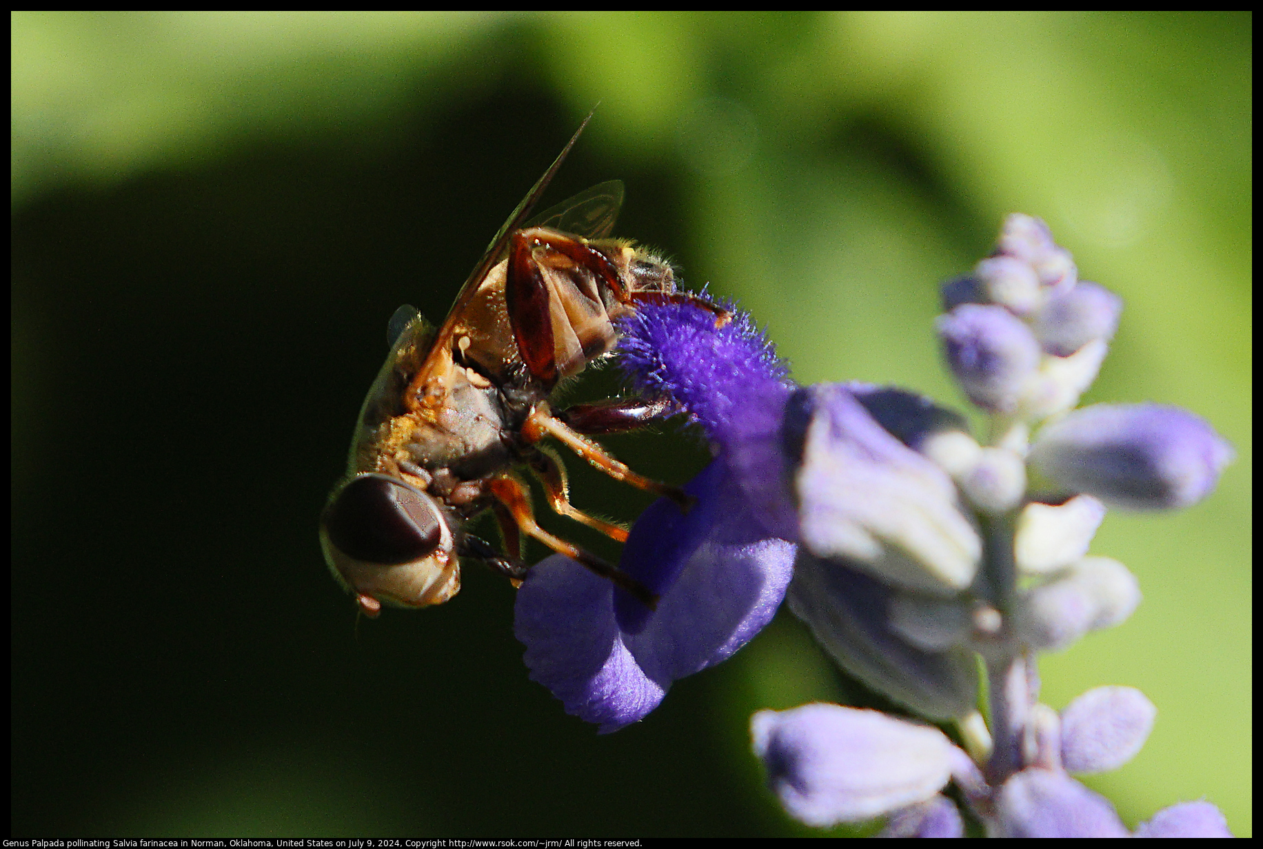 Genus Palpada pollinating Salvia farinacea in Norman, Oklahoma, United States on July 9, 2024