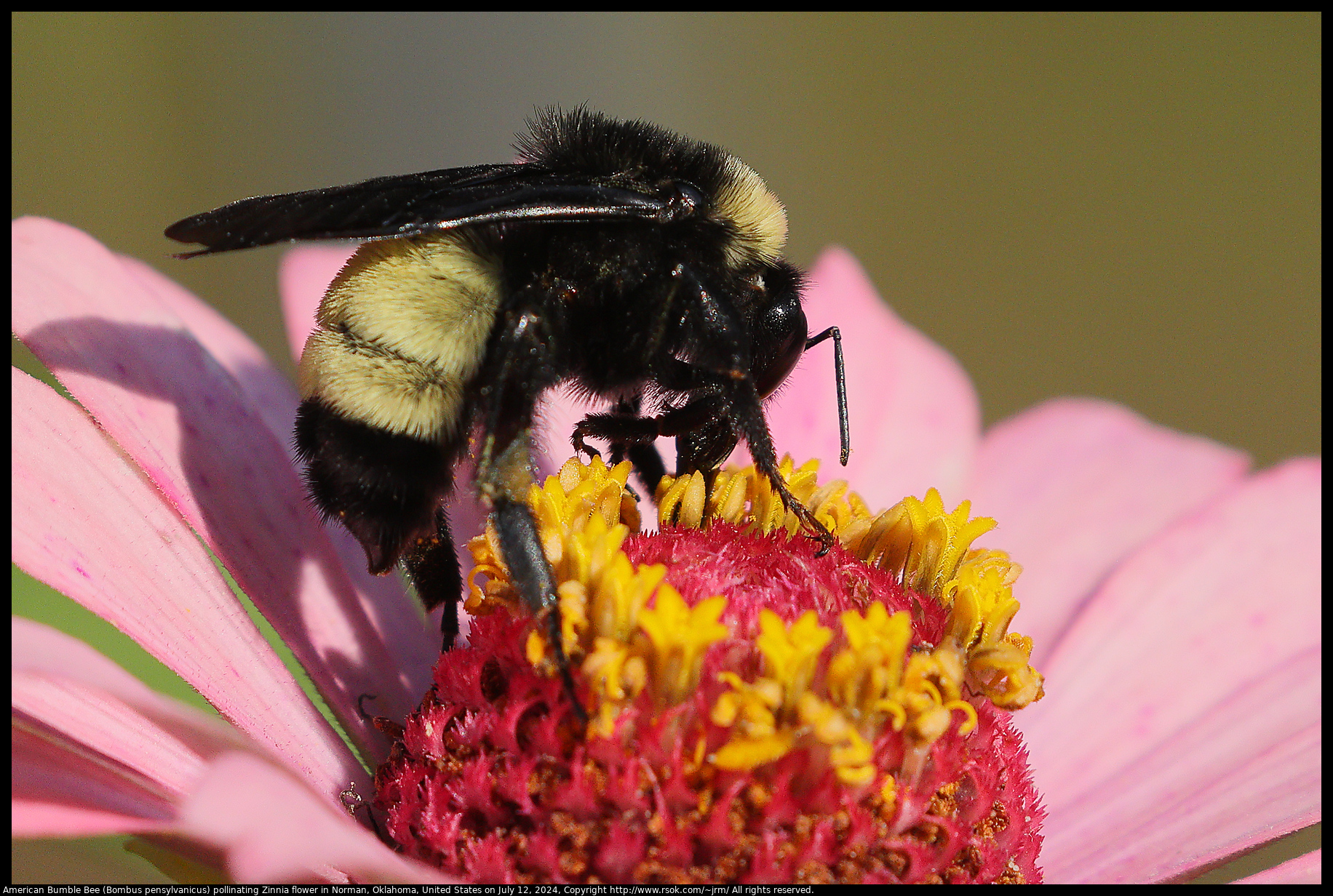 American Bumble Bee (Bombus pensylvanicus) pollinating Zinnia flower in Norman, Oklahoma, United States on July 12, 2024