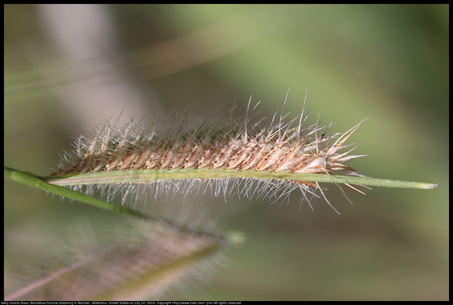 Hairy Grama Grass (Bouteloua hirsuta) blooming in Norman, Oklahoma, United States on July 14, 2024