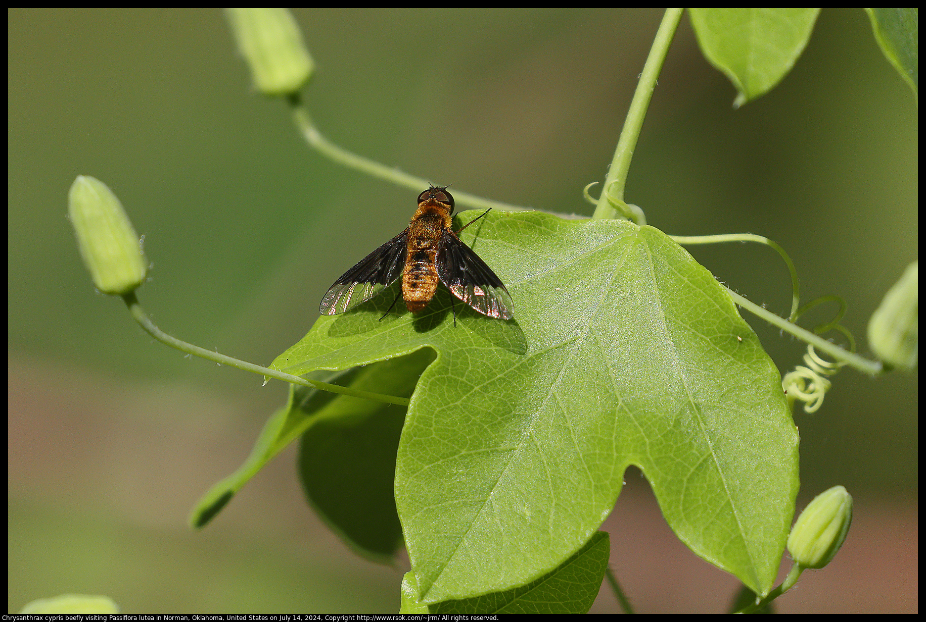 Chrysanthrax cypris beefly visiting Passiflora lutea in Norman, Oklahoma, United States on July 14, 2024