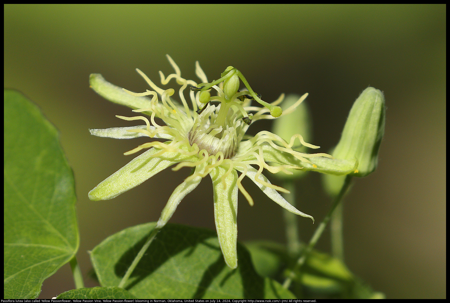 Passiflora lutea (also called Yellow Passionflower, Yellow Passion Vine, Yellow Passion-flower) blooming in Norman, Oklahoma, United States on July 14, 2024