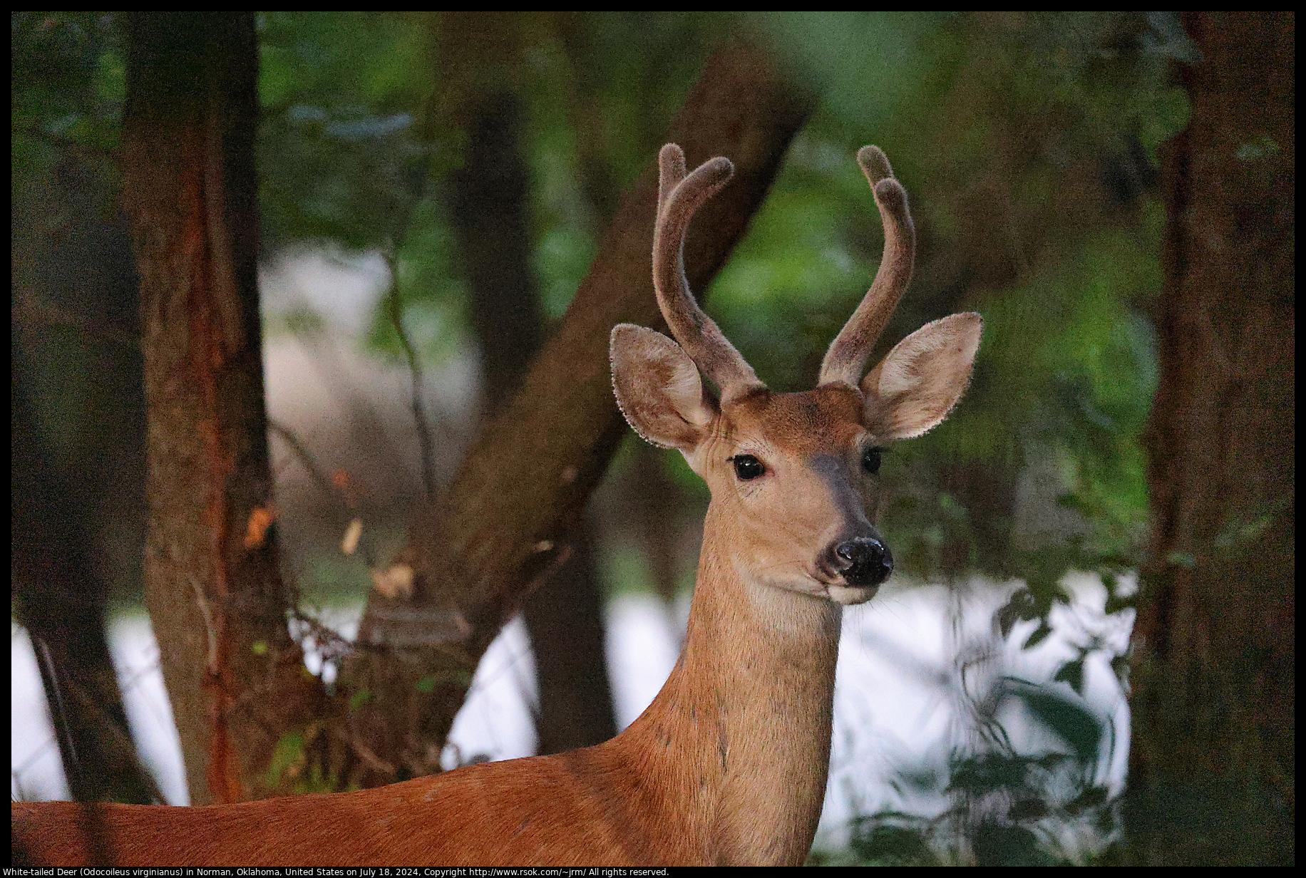 White-tailed Deer (Odocoileus virginianus) in Norman, Oklahoma, United States on July 18, 2024