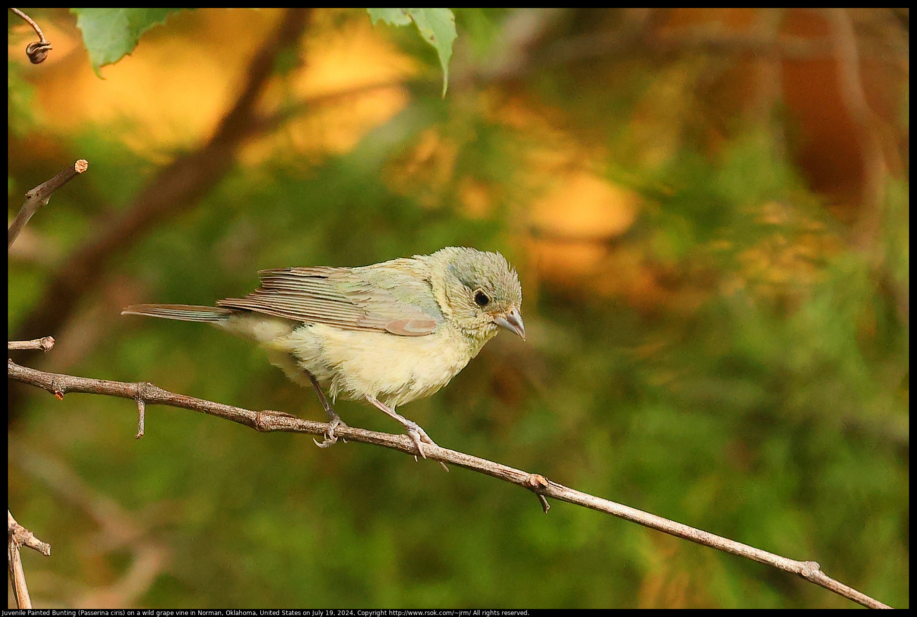 Juvenile Painted Bunting (Passerina ciris) on a wild grape vine in Norman, Oklahoma, United States on July 19, 2024