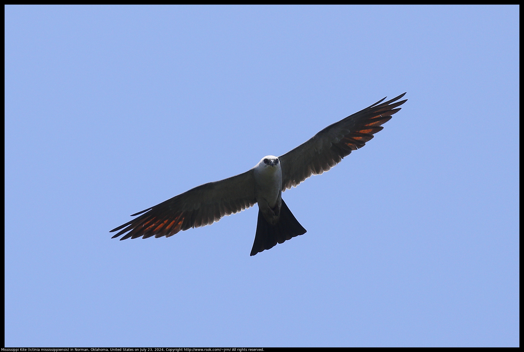 Mississippi Kite (Ictinia mississippiensis) in Norman, Oklahoma, United States on July 23, 2024