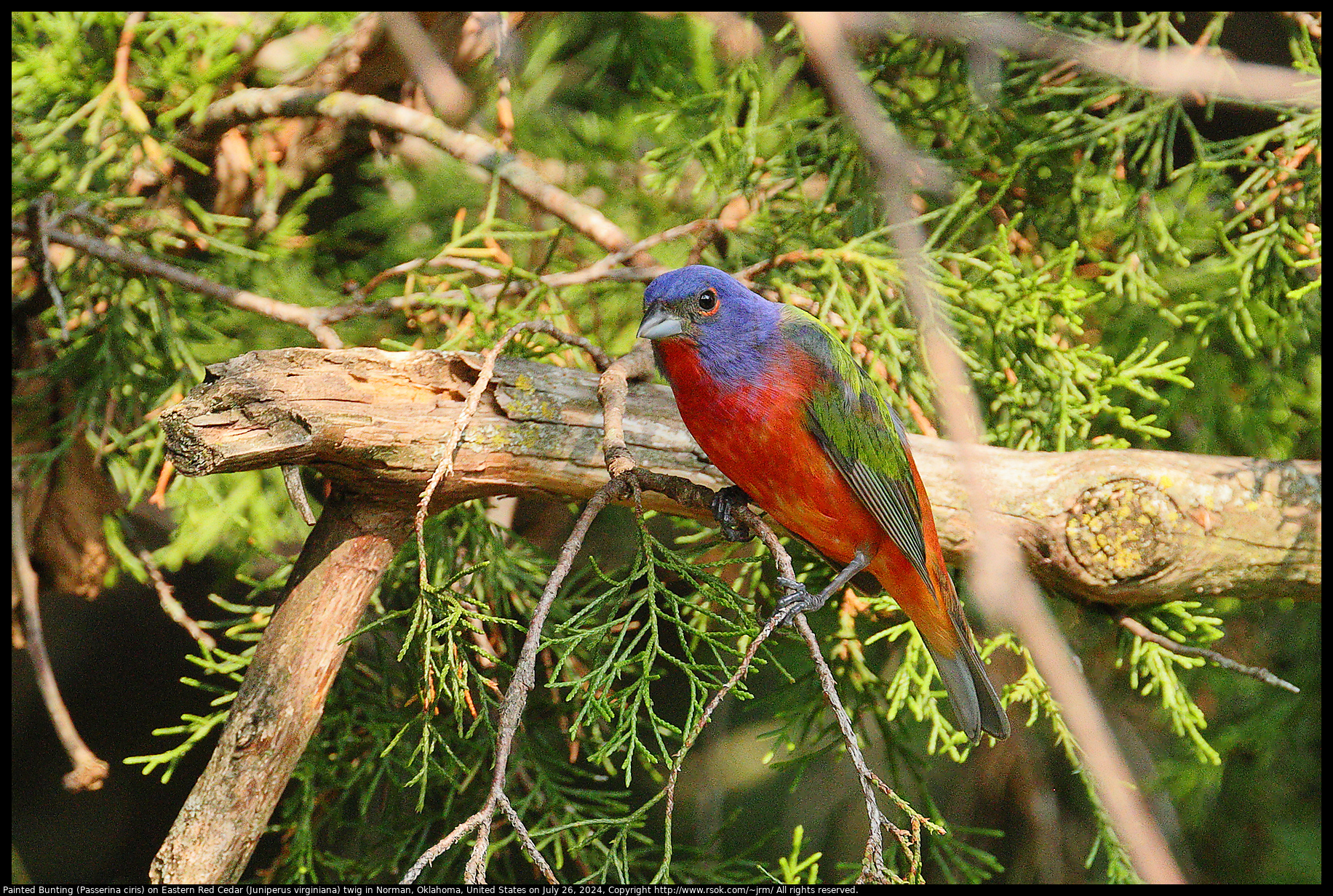 Painted Bunting (Passerina ciris) on Eastern Red Cedar (Juniperus virginiana) twig in Norman, Oklahoma, United States on July 26, 2024