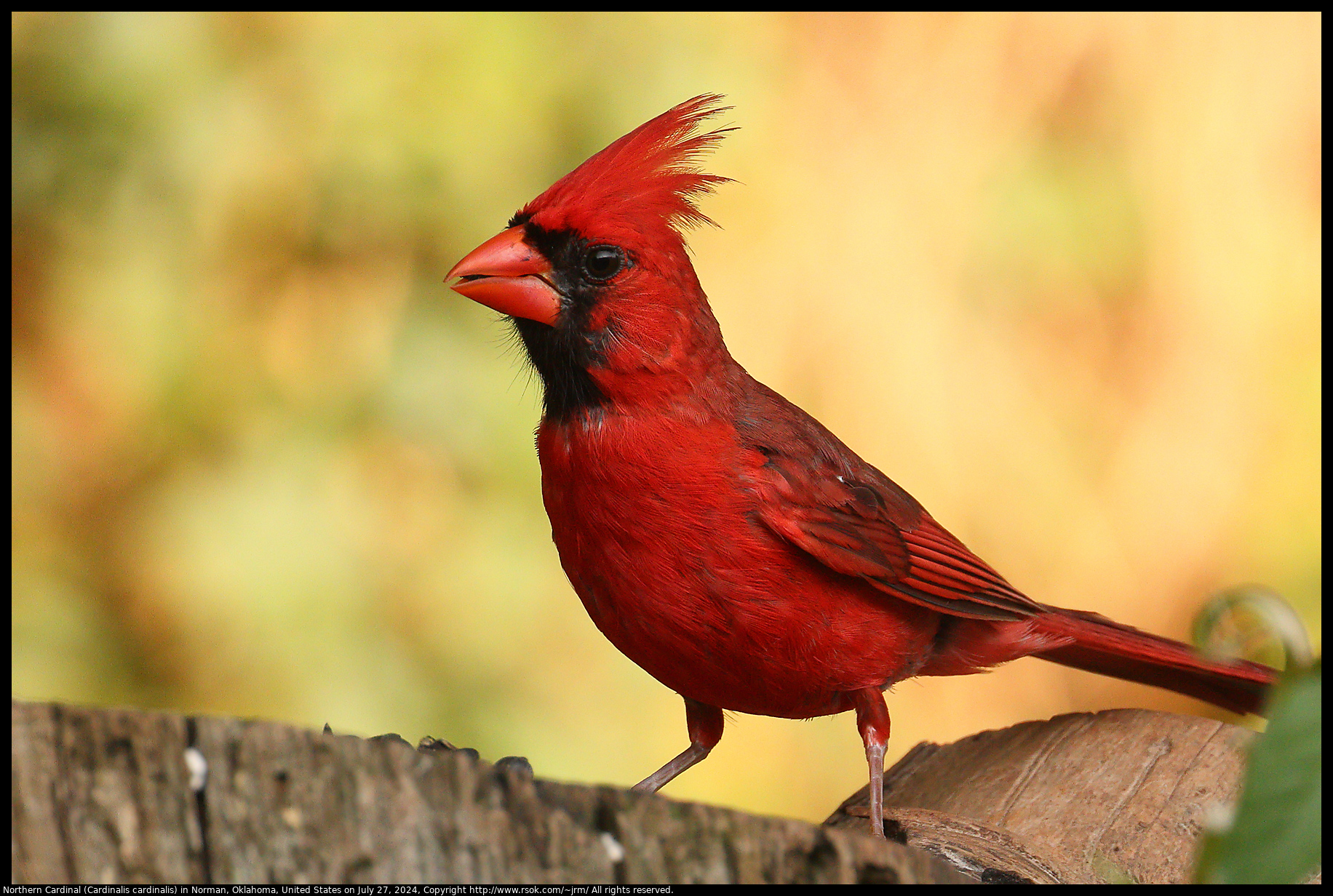 Northern Cardinal (Cardinalis cardinalis) in Norman, Oklahoma, United States on July 27, 2024