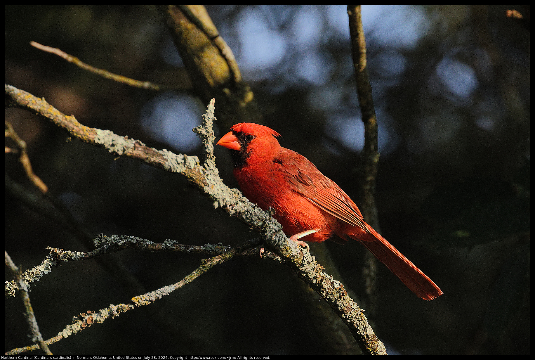 Northern Cardinal (Cardinalis cardinalis) in Norman, Oklahoma, United States on July 28, 2024