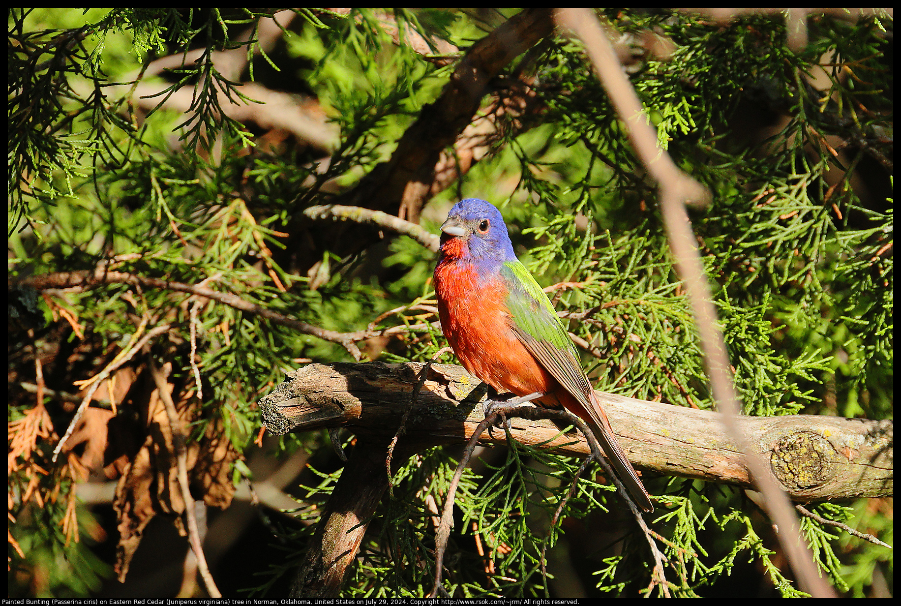 Painted Bunting (Passerina ciris) on Eastern Red Cedar (Juniperus virginiana) tree in Norman, Oklahoma, United States on July 29, 2024