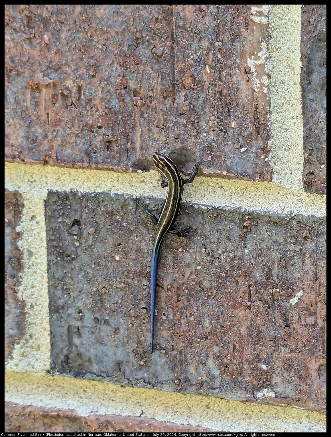 Common Five-lined Skink (Plestiodon fasciatus) in Norman, Oklahoma, United States on July 29, 2024