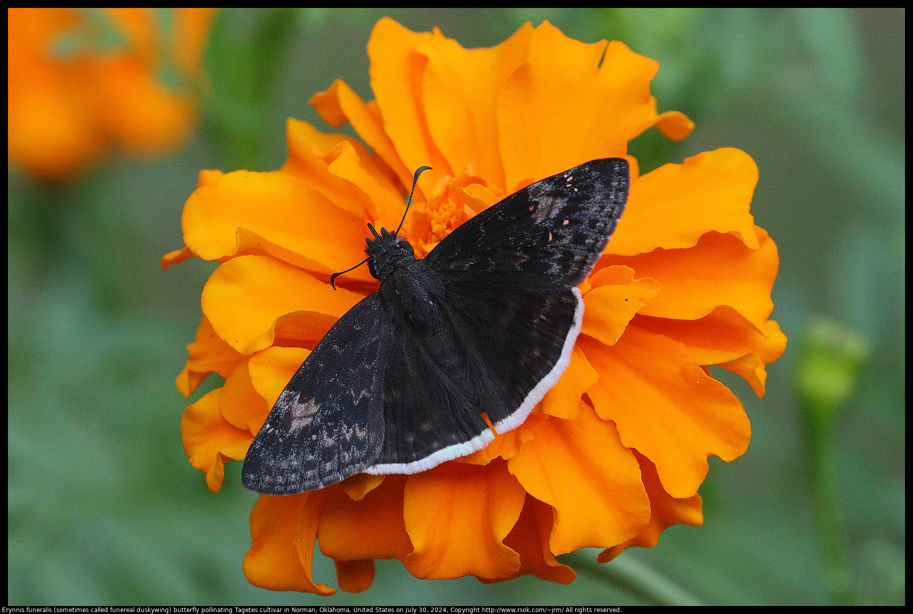 Erynnis funeralis (sometimes called funereal duskywing) butterfly pollinating Tagetes cultivar in Norman, Oklahoma, United States on July 30, 2024