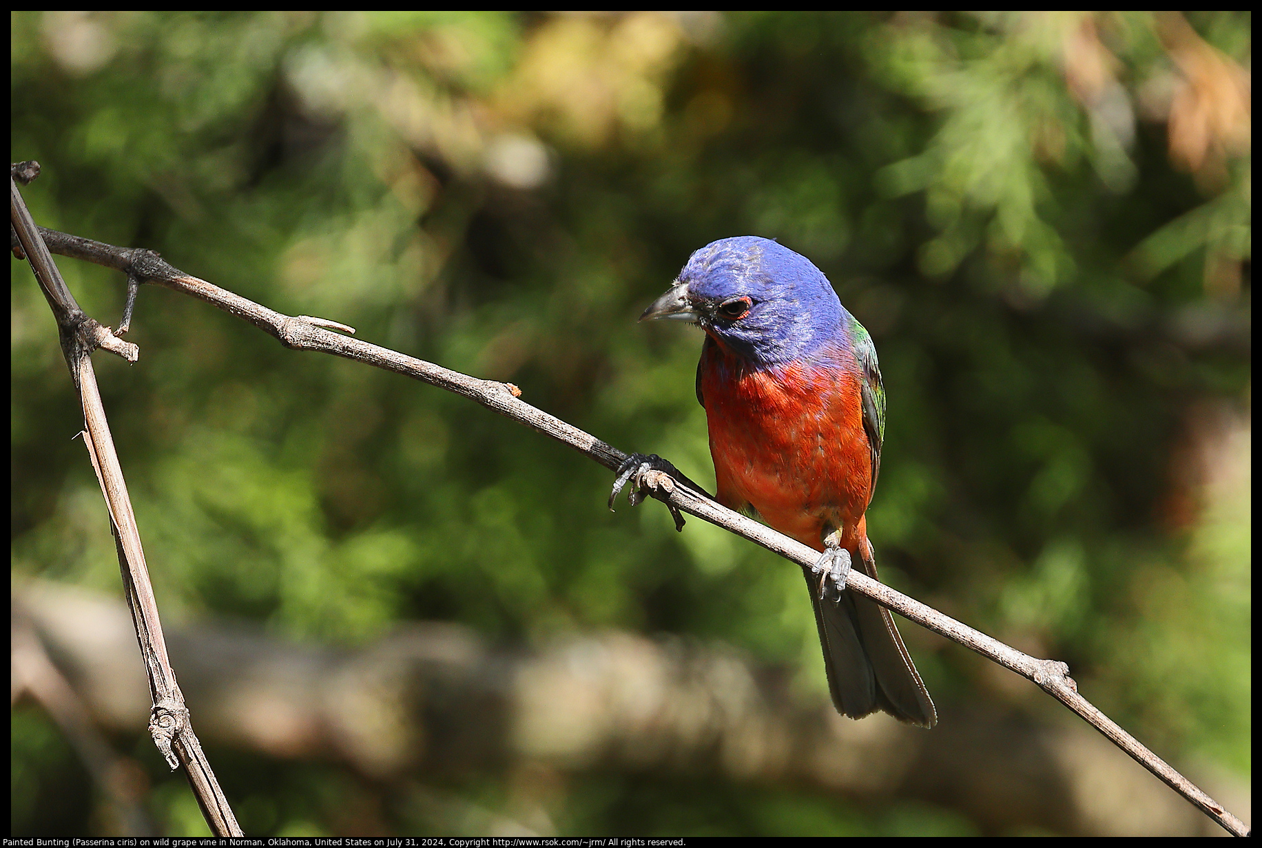 Painted Bunting (Passerina ciris) on wild grape vine in Norman, Oklahoma, United States on July 31, 2024