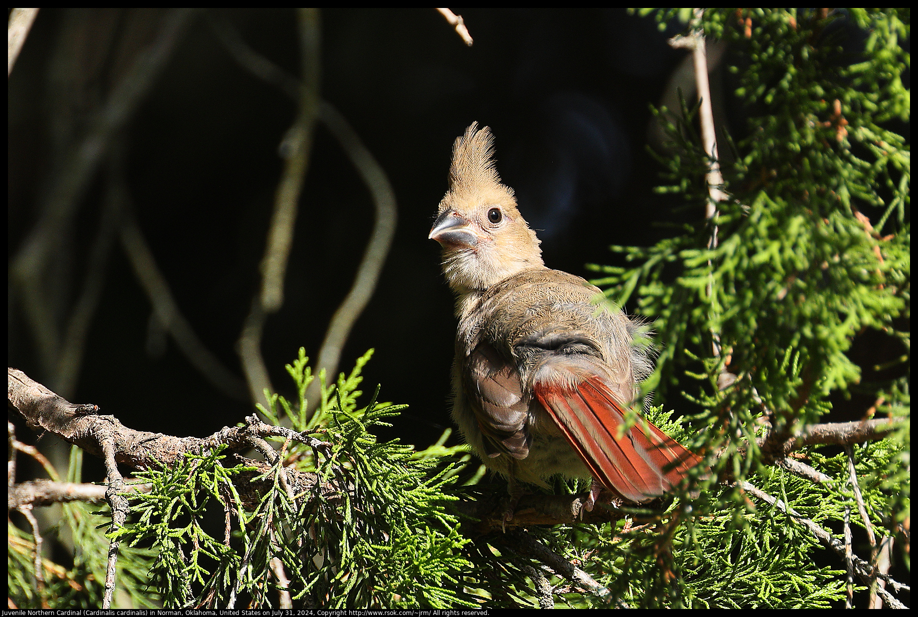 Juvenile Northern Cardinal (Cardinalis cardinalis) in Norman, Oklahoma, United States on July 31, 2024