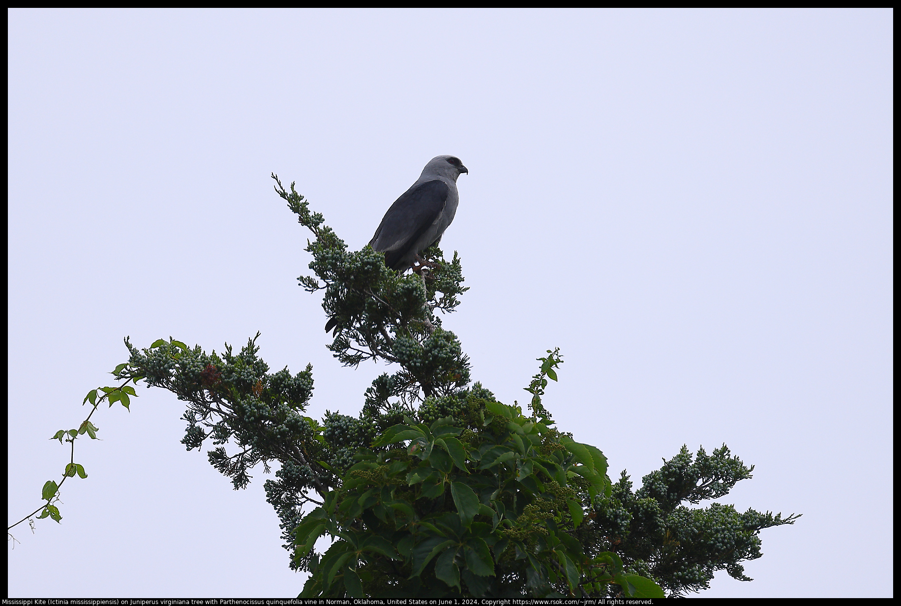 Mississippi Kite (Ictinia mississippiensis) on Juniperus virginiana tree with Parthenocissus quinquefolia vine in Norman, Oklahoma, United States on June 1, 2024