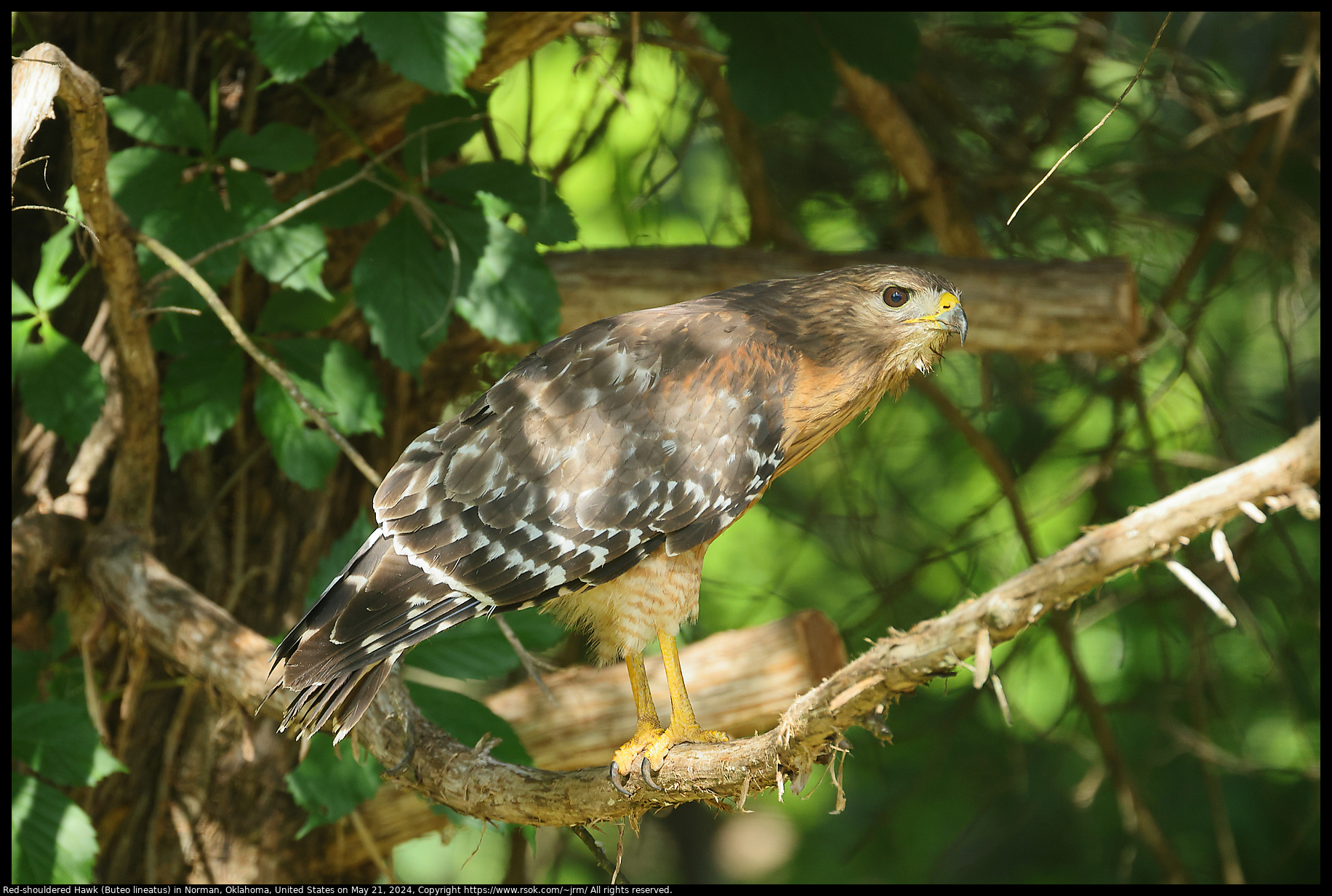 Red-shouldered Hawk (Buteo lineatus) in Norman, Oklahoma, United States on May 21, 2024