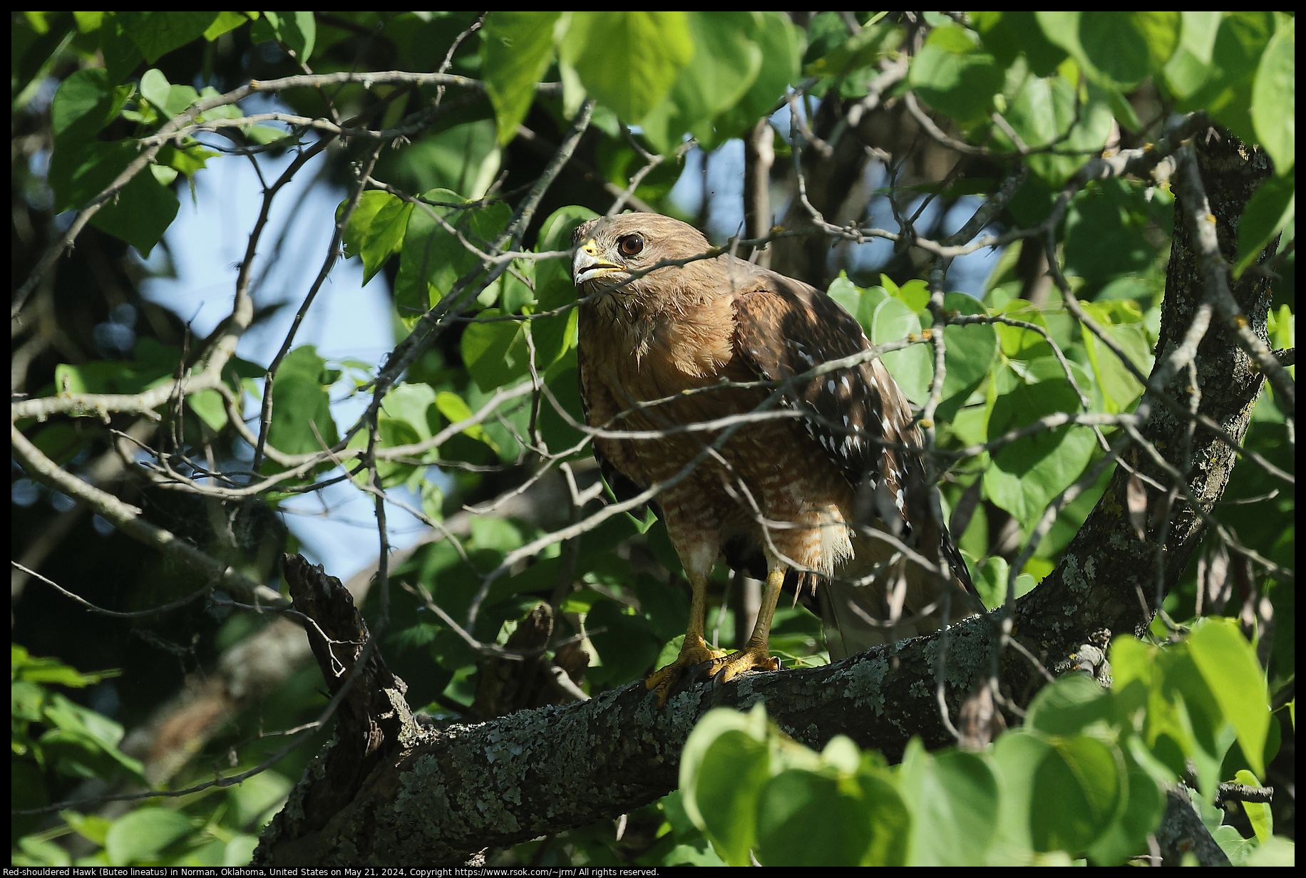 Red-shouldered Hawk (Buteo lineatus) in Norman, Oklahoma, United States on May 21, 2024