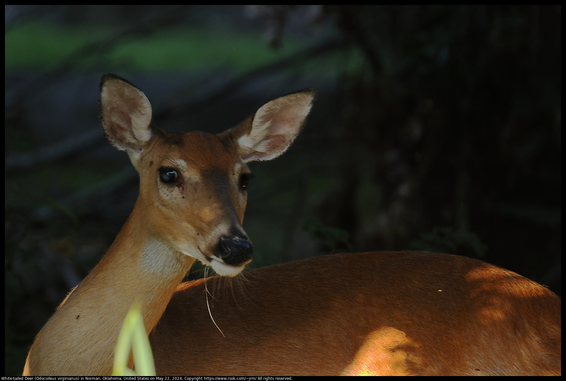 White-tailed Deer (Odocoileus virginianus) in Norman, Oklahoma, United States on May 22, 2024