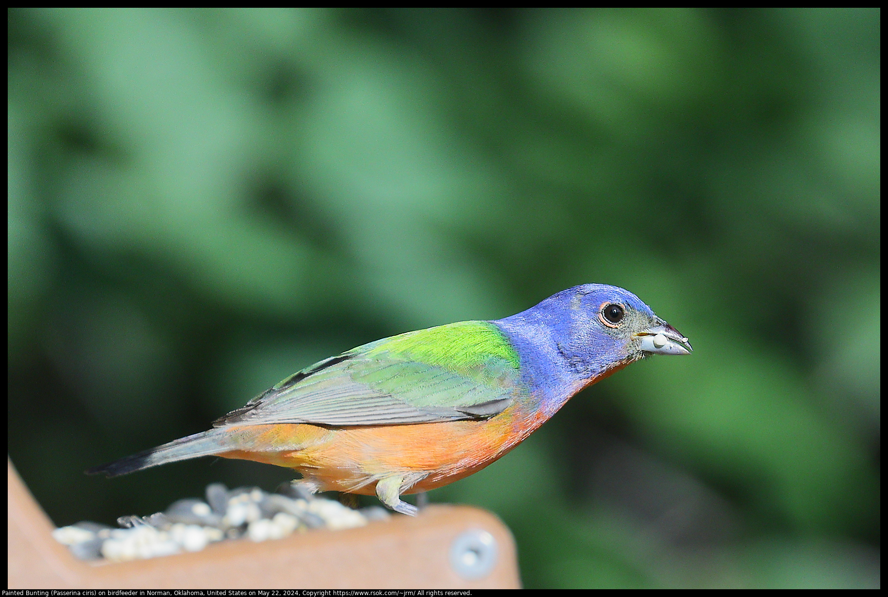 Painted Bunting (Passerina ciris) on birdfeeder in Norman, Oklahoma, United States on May 25, 2024