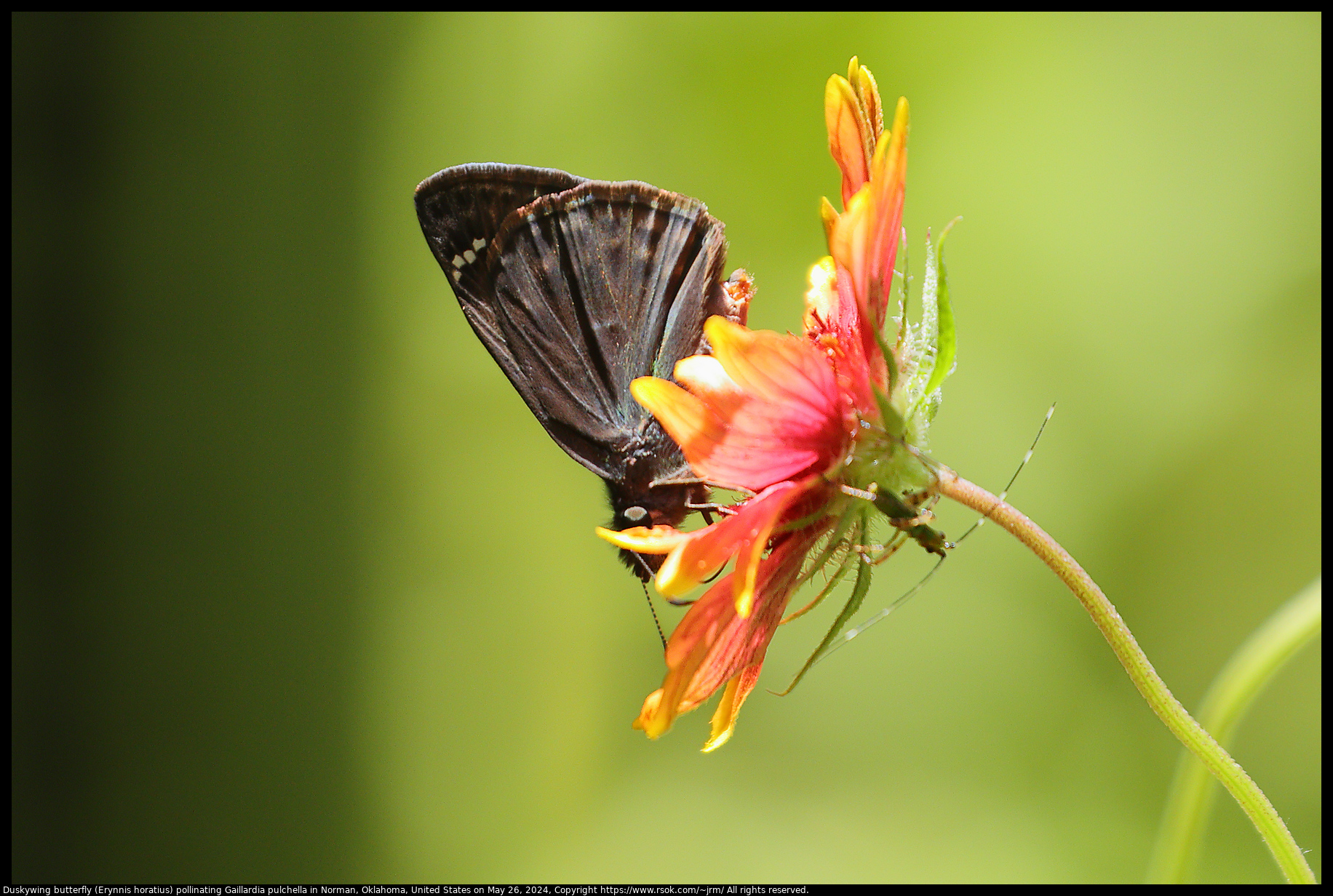 Duskywing butterfly (Erynnis horatius) pollinating Gaillardia pulchella in Norman, Oklahoma, United States on May 26, 2024