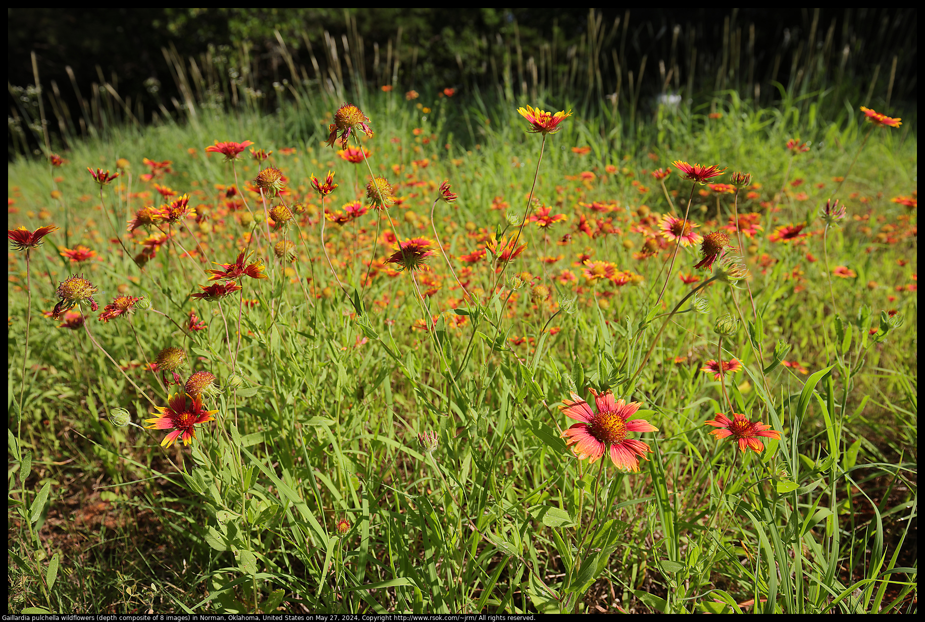 Gaillardia pulchella wildflowers (depth composite of 8 images) in Norman, Oklahoma, United States on May 27, 2024