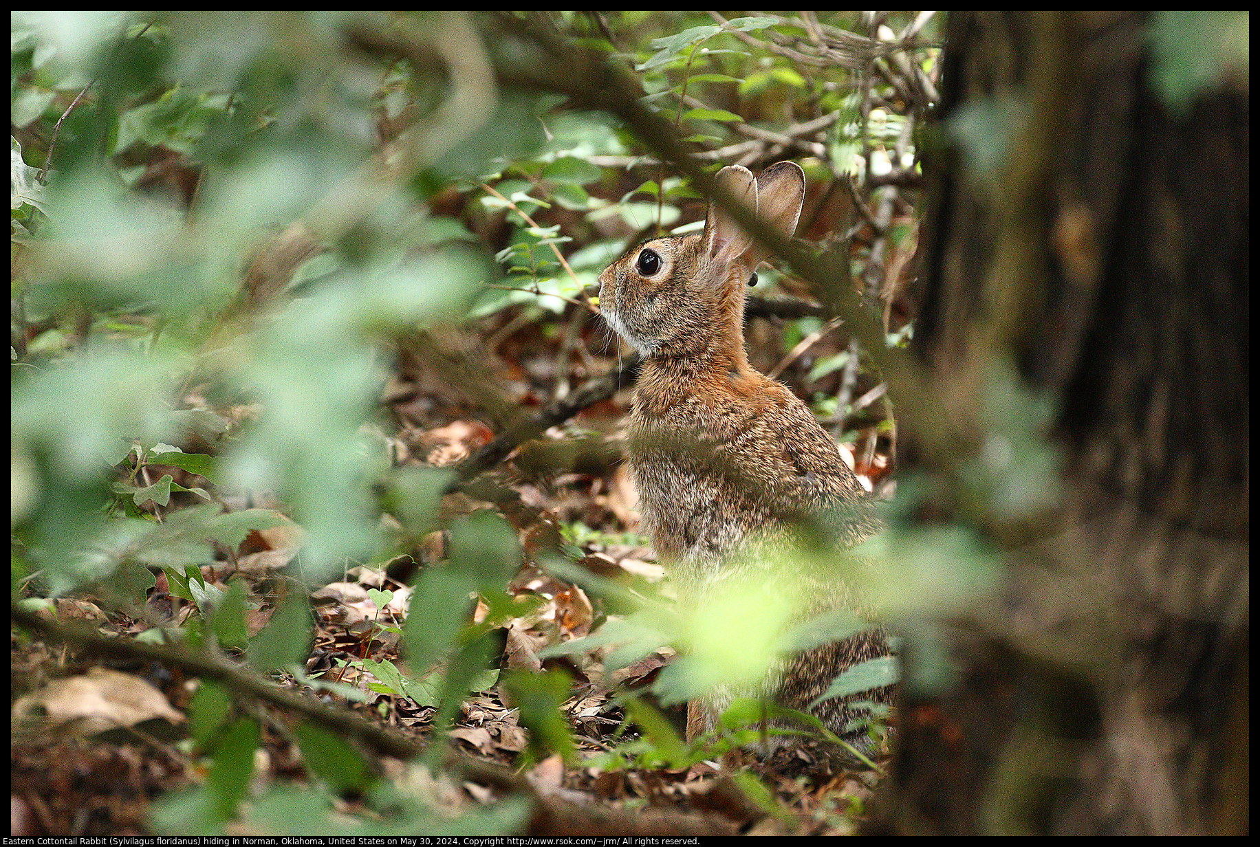 Eastern Cottontail Rabbit (Sylvilagus floridanus) in Norman, Oklahoma, United States on May 30, 2024