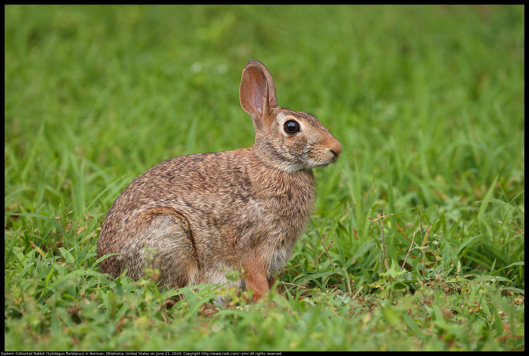 Eastern Cottontail Rabbit (Sylvilagus floridanus) in Norman, Oklahoma, United States on June 21, 2024