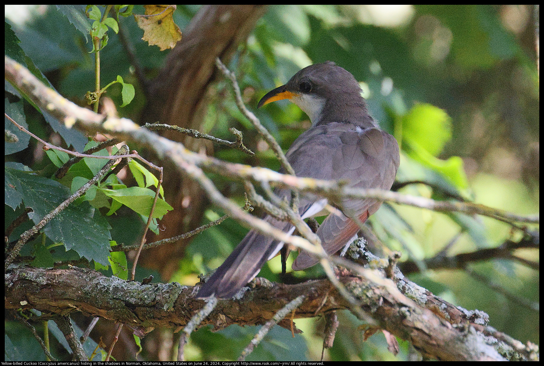 Yellow-billed Cuckoo (Coccyzus americanus) hiding in the shadows in Norman, Oklahoma, United States on June 24, 2024