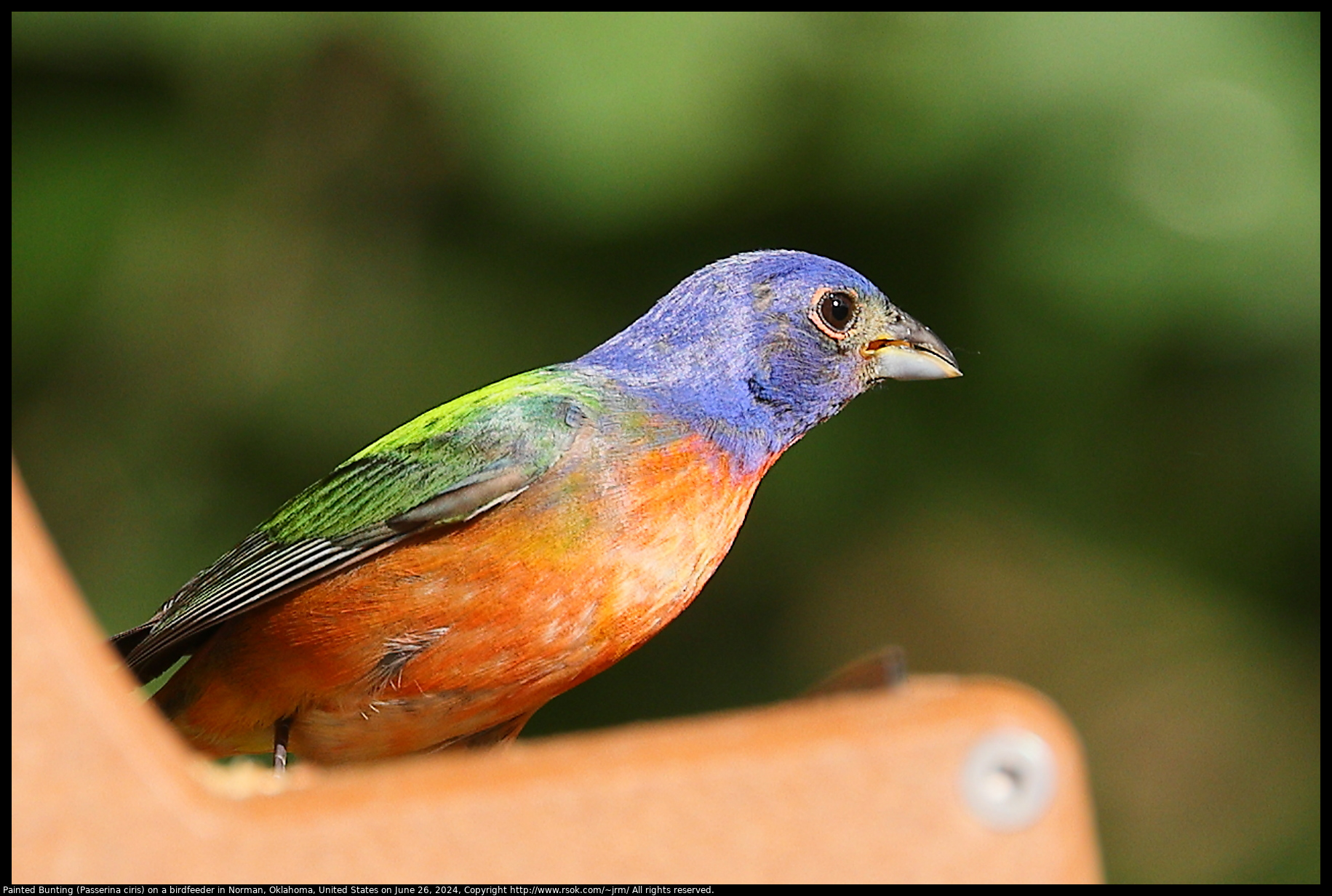 Painted Bunting (Passerina ciris) on a birdfeeder in Norman, Oklahoma, United States on June 26, 2024