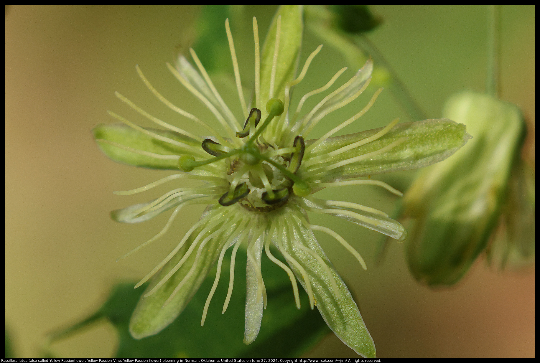 Passiflora lutea (also called Yellow Passionflower, Yellow Passion Vine, Yellow Passion-flower) blooming in Norman, Oklahoma, United States on June 27, 2024