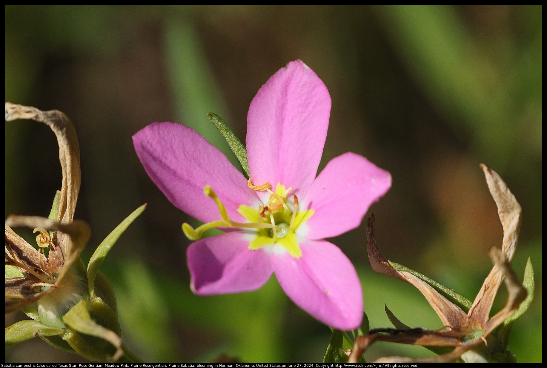 Sabatia campestris (also called Texas Star, Rose Gentian, Meadow Pink, Prairie Rose-gentian, Prairie Sabatia) blooming in Norman, Oklahoma, United States on June 27, 2024