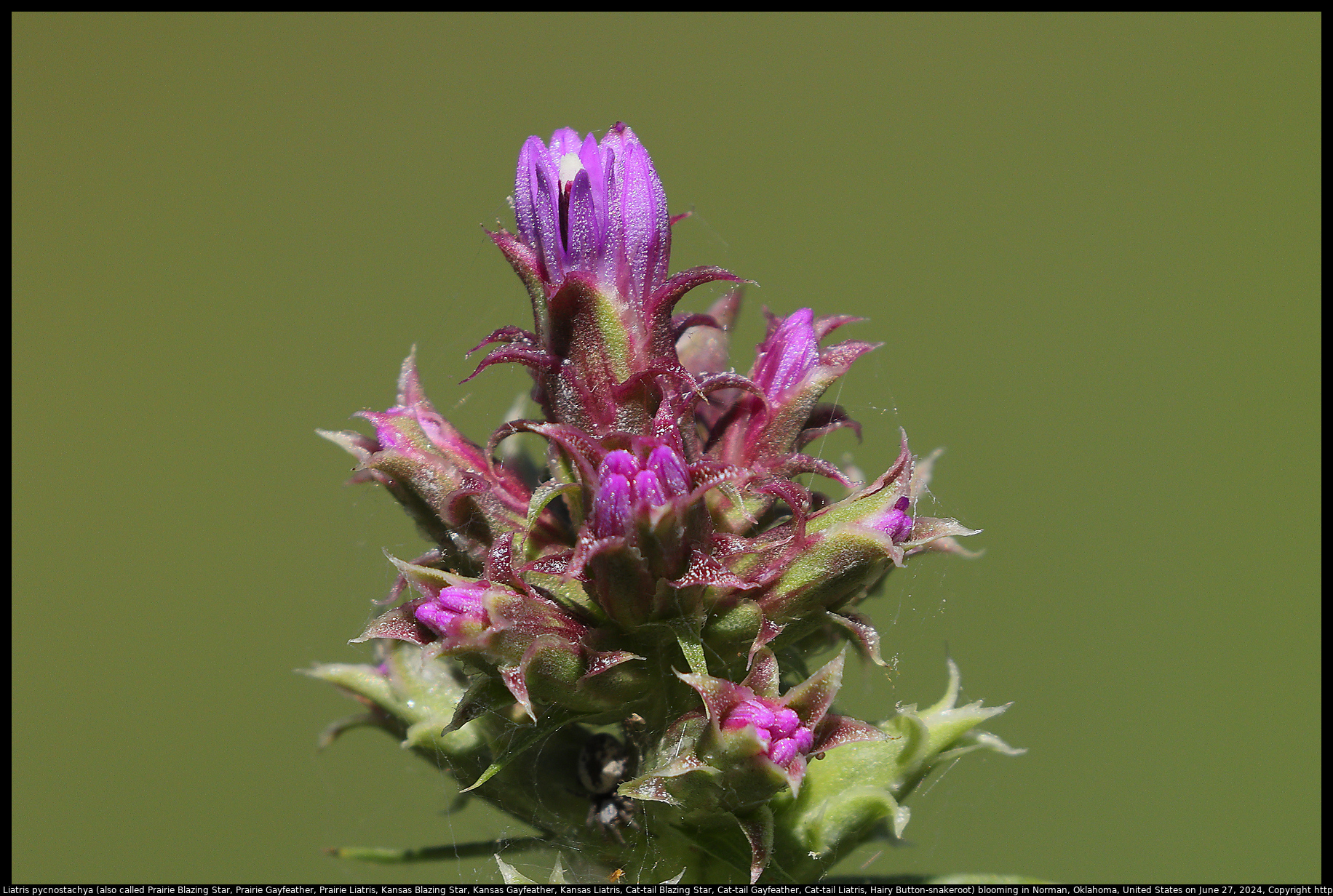 Liatris pycnostachya (also called Prairie Blazing Star, Prairie Gayfeather, Prairie Liatris, Kansas Blazing Star, Kansas Gayfeather, Kansas Liatris, Cat-tail Blazing Star, Cat-tail Gayfeather, Cat-tail Liatris, Hairy Button-snakeroot) blooming in Norman, Oklahoma, United States on June 27, 2024