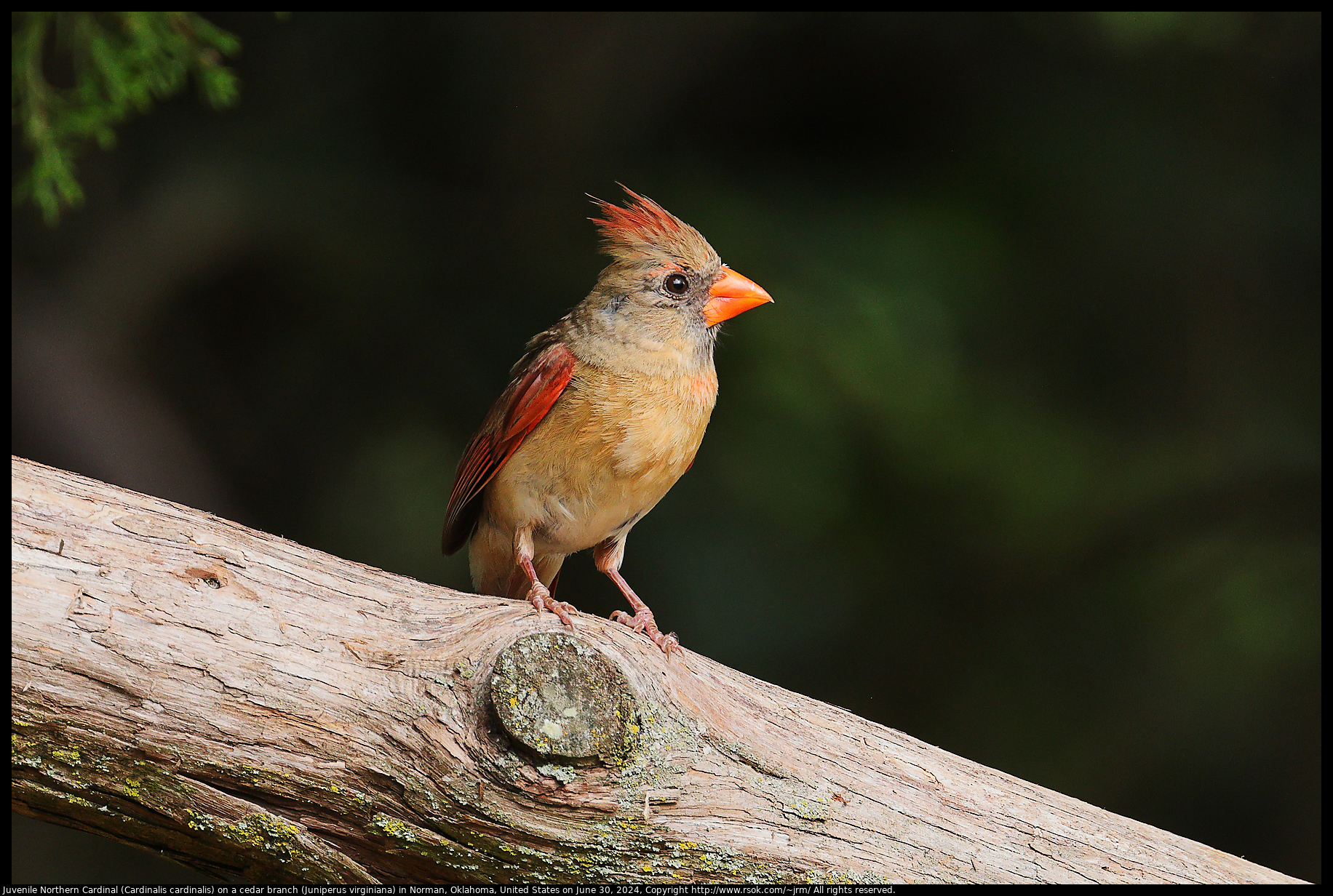 Juvenile Northern Cardinal (Cardinalis cardinalis) on a cedar branch (Juniperus virginiana) in Norman, Oklahoma, United States on June 30, 2024