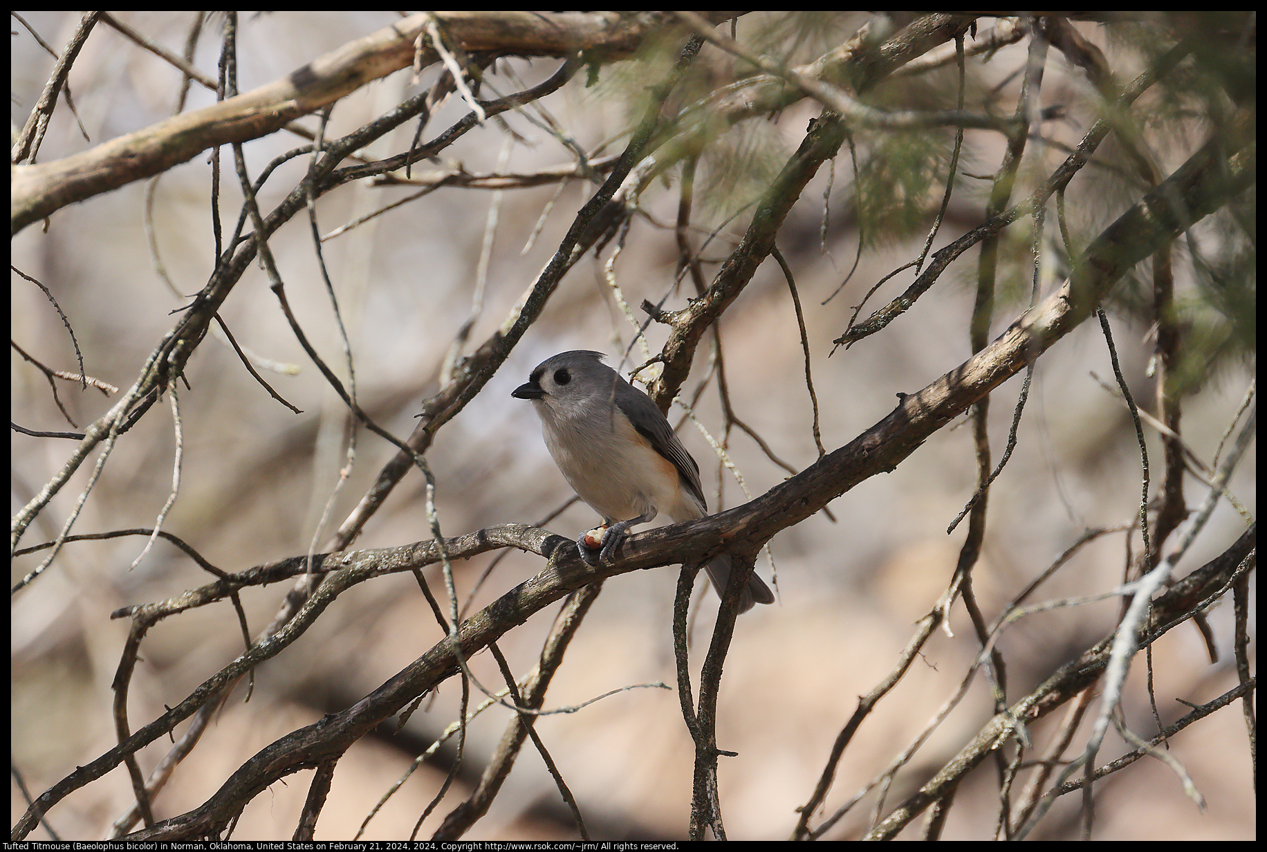 Tufted Titmouse (Baeolophus bicolor) in Norman, Oklahoma, United States on February 21, 2024