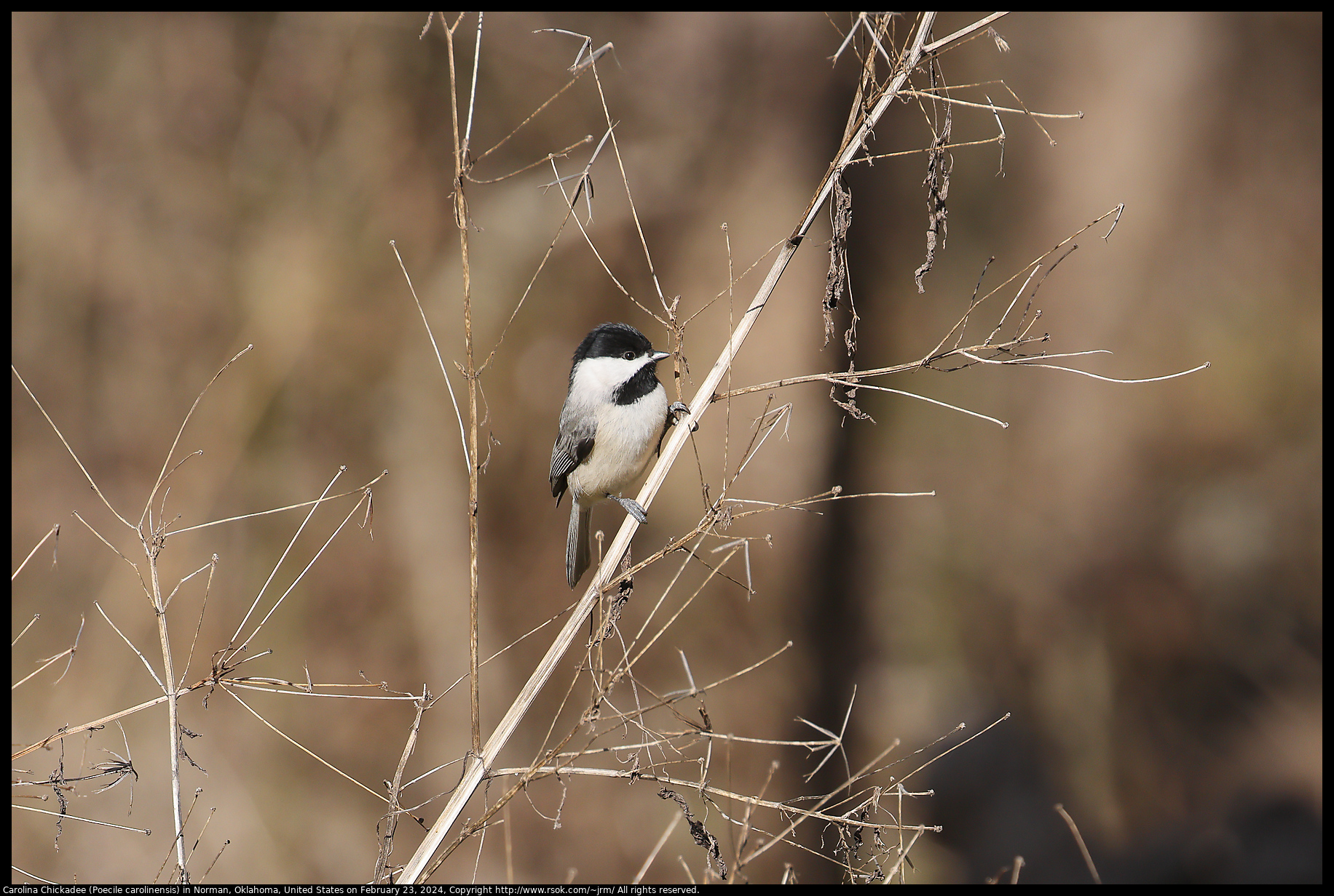 Carolina Chickadee (Poecile carolinensis) in Norman, Oklahoma, United States on February 23, 2024