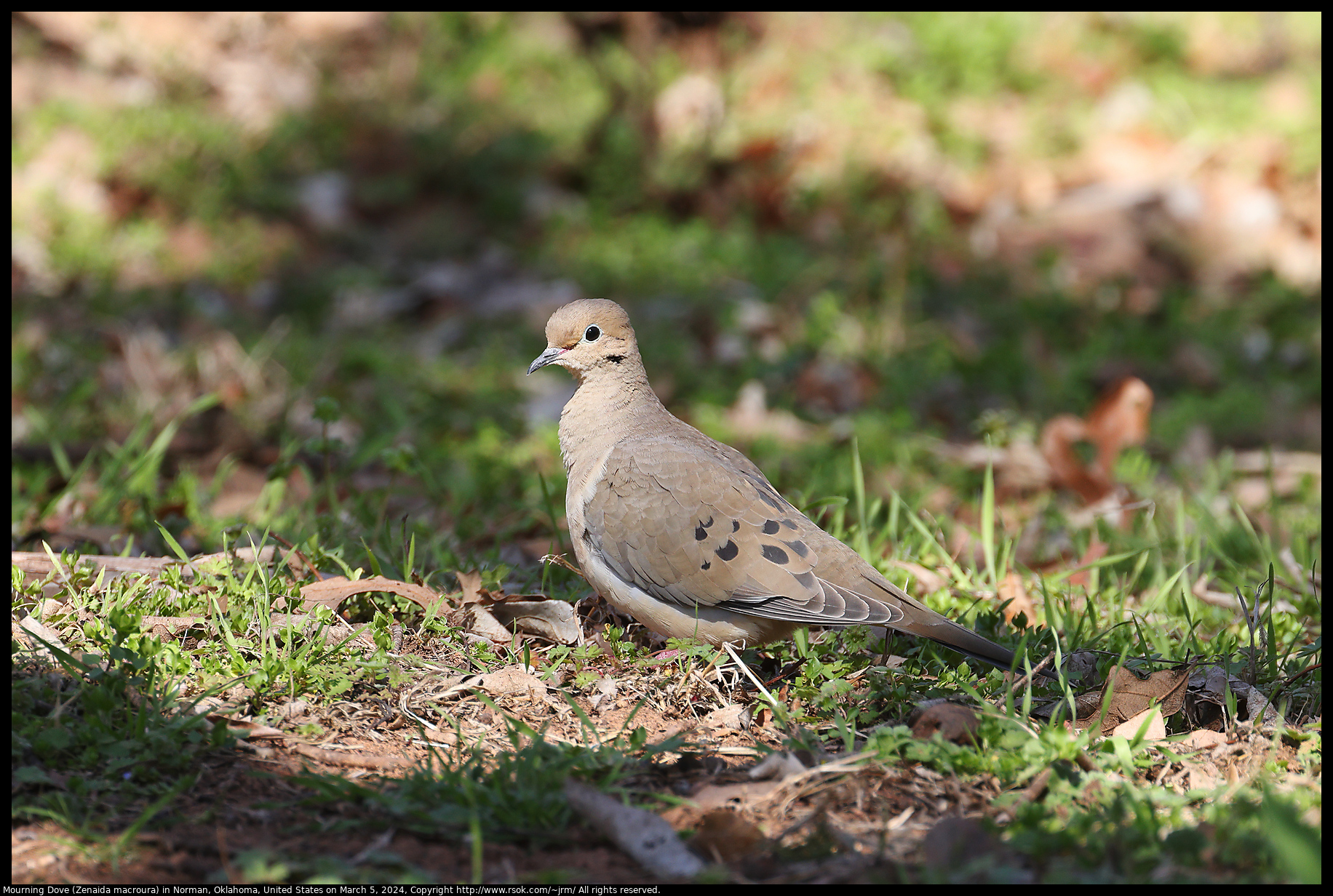 Mourning Dove (Zenaida macroura) in Norman, Oklahoma, United States on March 5, 2024