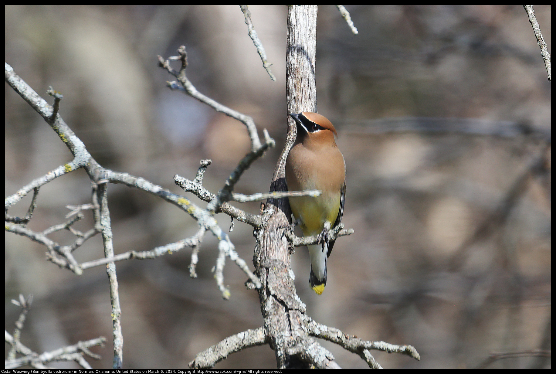 Cedar Waxwing (Bombycilla cedrorum) in Norman, Oklahoma, United States on March 6, 2024