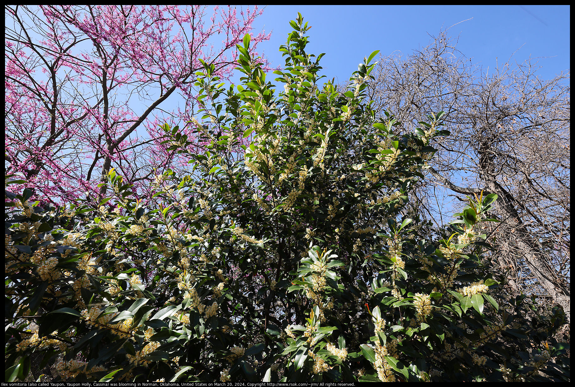 Ilex vomitoria (also called Yaupon, Yaupon Holly, Cassina) was blooming in Norman, Oklahoma, United States on March 20, 2024