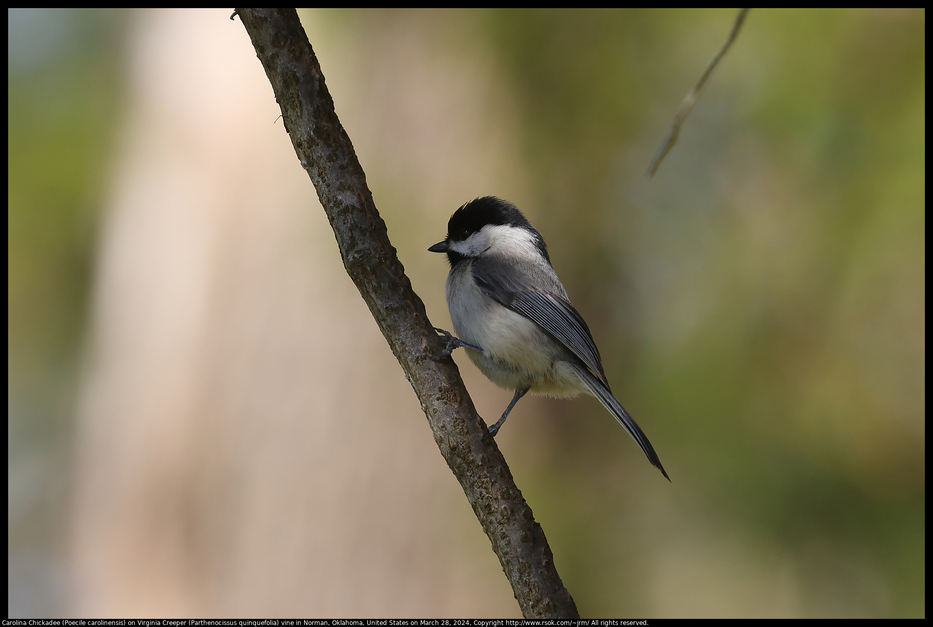 Carolina Chickadee (Poecile carolinensis) on Virginia Creeper (Parthenocissus quinquefolia) vine in Norman, Oklahoma, United States on March 28, 2024