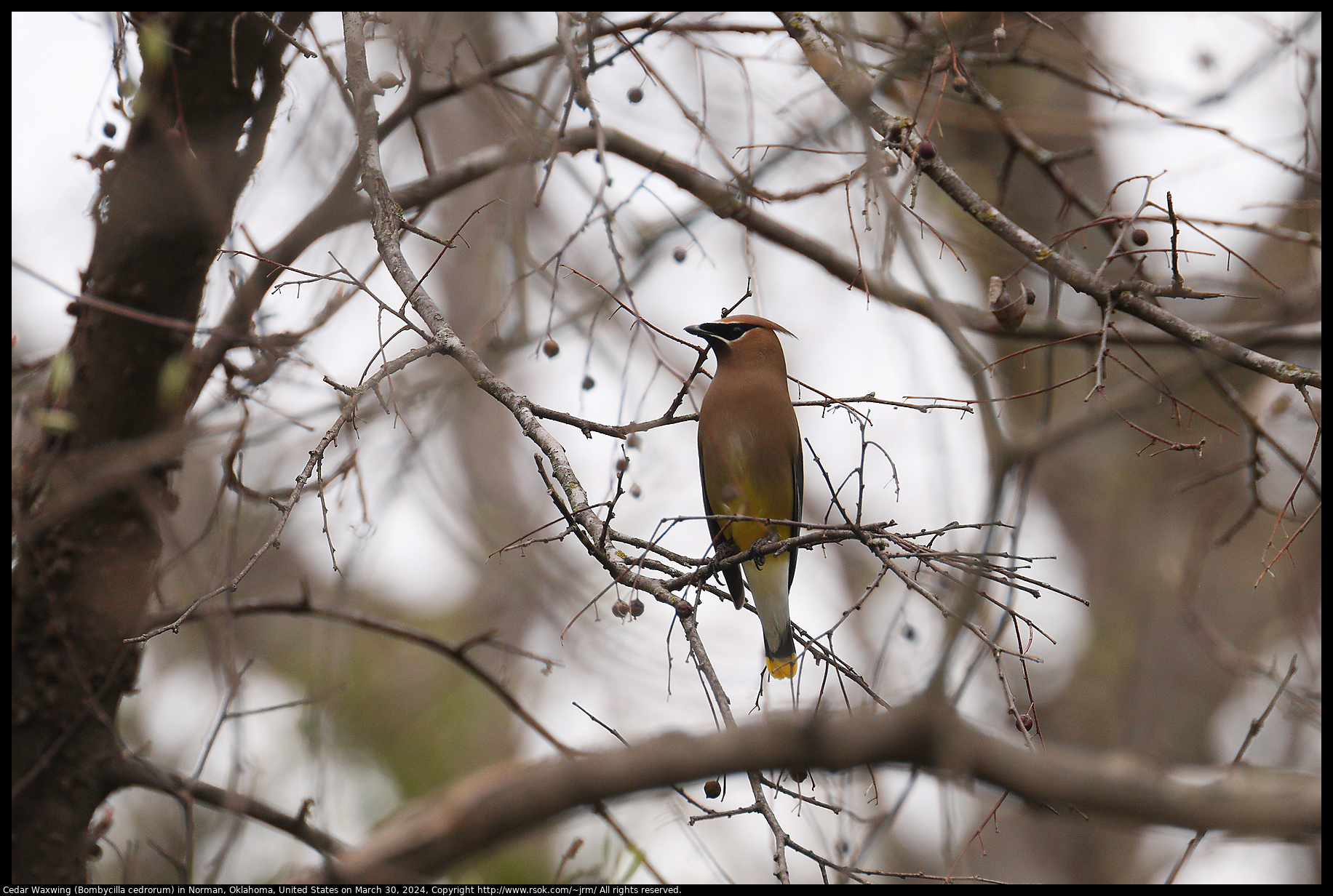 Cedar Waxwing (Bombycilla cedrorum) in Norman, Oklahoma, United States on March 30, 2024