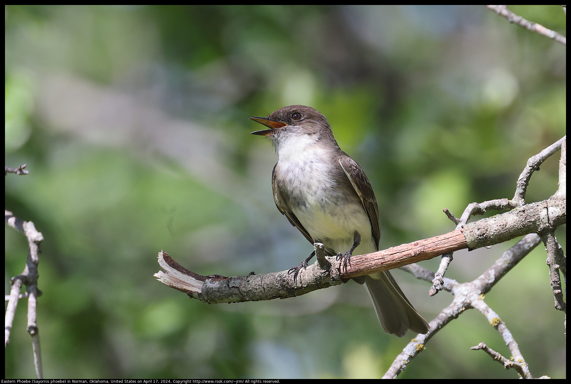 Eastern Phoebe (Sayornis phoebe) in Norman, Oklahoma, United States on April 17, 2024